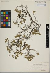 Foto von Salix herbacea L.